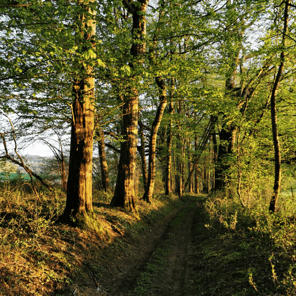 Chateau de Nomecourt parc 5